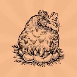 chickens-email